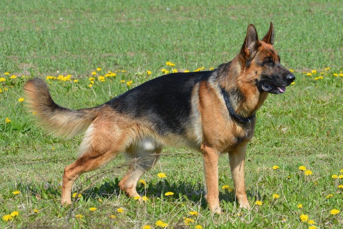 A German Shepherd standing in a field with a sloped back.