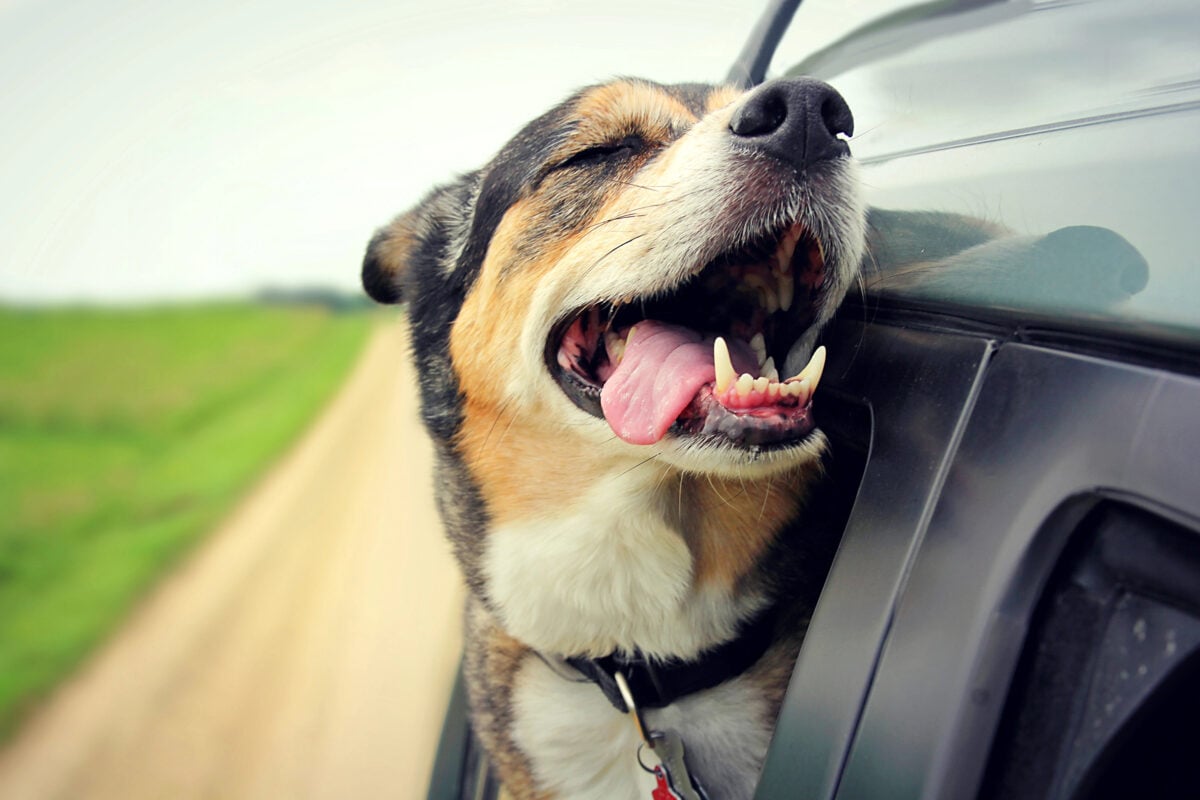 Happy dog with its head out a car window, ears flapping, tongue out in the wind on a sunny day..