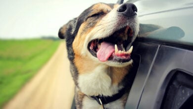 Happy dog with its head out a car window, ears flapping, tongue out in the wind on a sunny day..