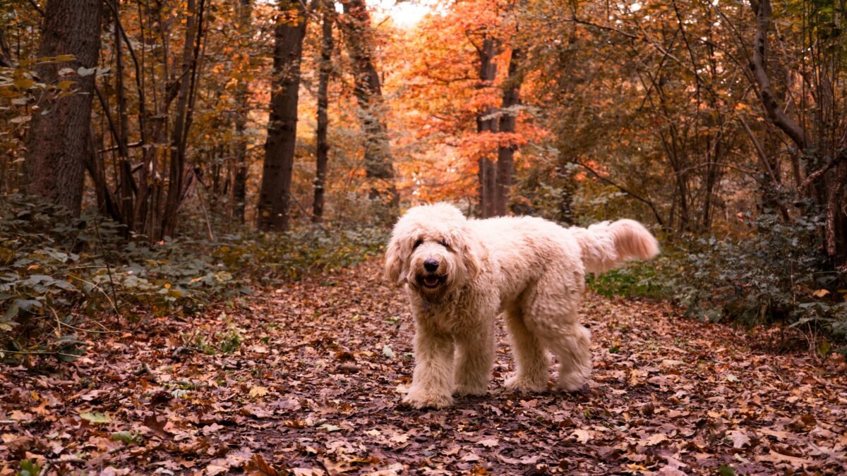 Happy, fluffy Labradoodle dog in autumn forest.