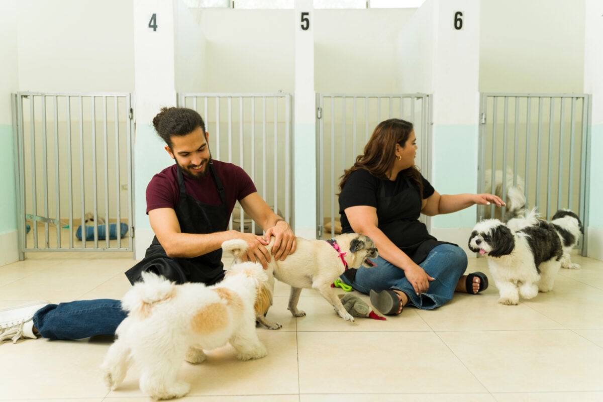 Happy woman and man smiling working at the dog daycare playing with Shih Tzu and Pug dogs at the pet hotel.