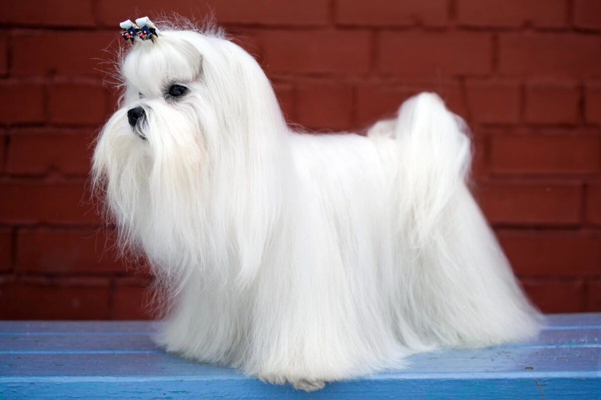 Maltese dog with show cut against a brick wall.