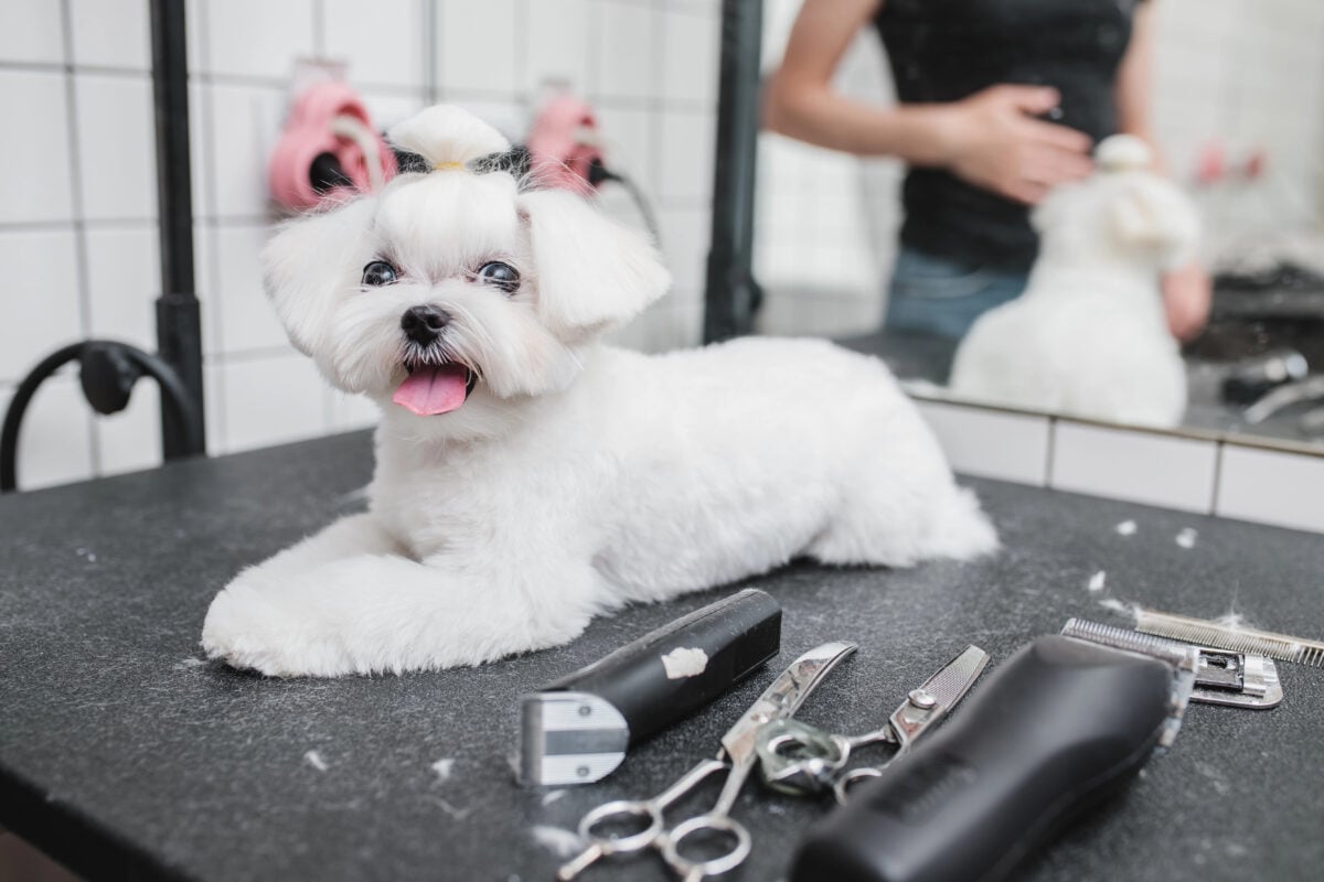 Maltese dog at grooming salon. Little smile dog.
