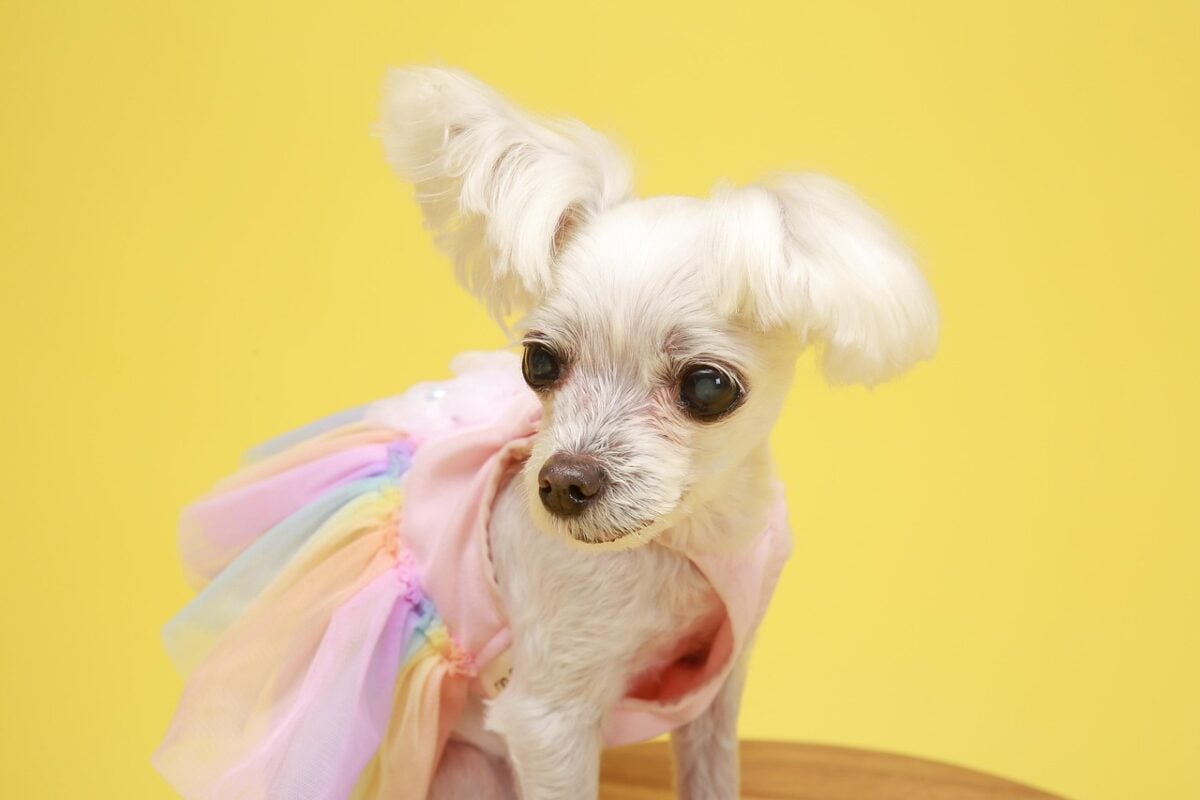 Maltese dog with a very short shave-down matting reset cut, showing a nearly shaved body and trimmed face and ears.