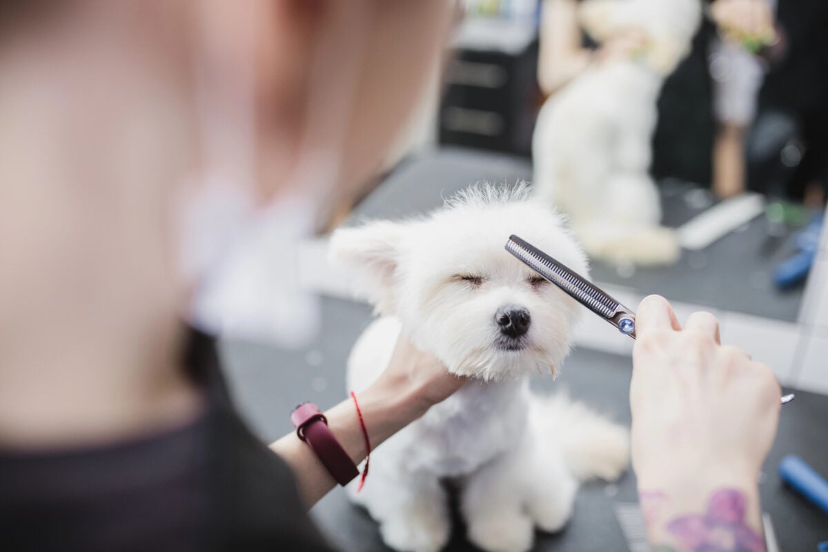 Maltese getting groomed at a salon as a groomer gently combs the hair around the face.