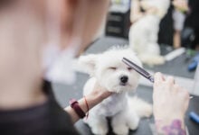 Maltese getting groomed at a salon as a groomer gently combs the hair around the face.