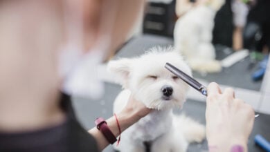 Maltese getting groomed at a salon as a groomer gently combs the hair around the face.