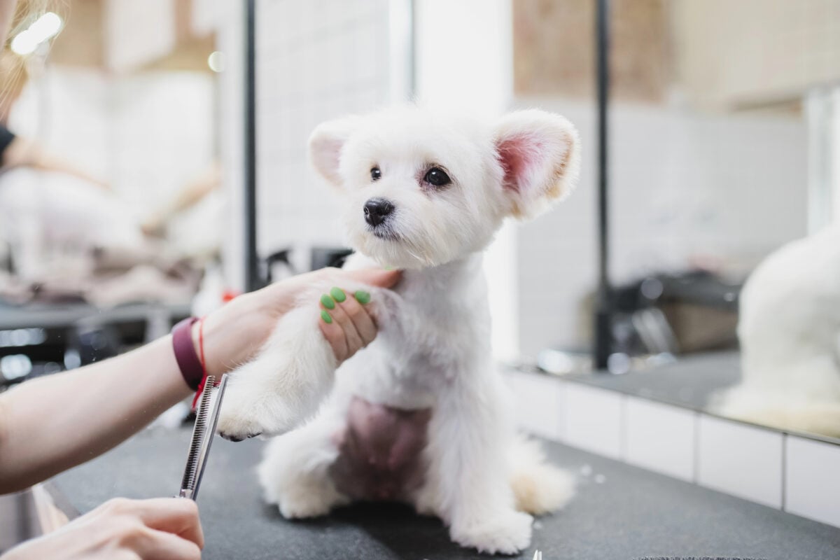 Maltese dog getting a teddy bear cut at a grooming salon, with a rounded face and short, plush ears while a groomer trims paw.