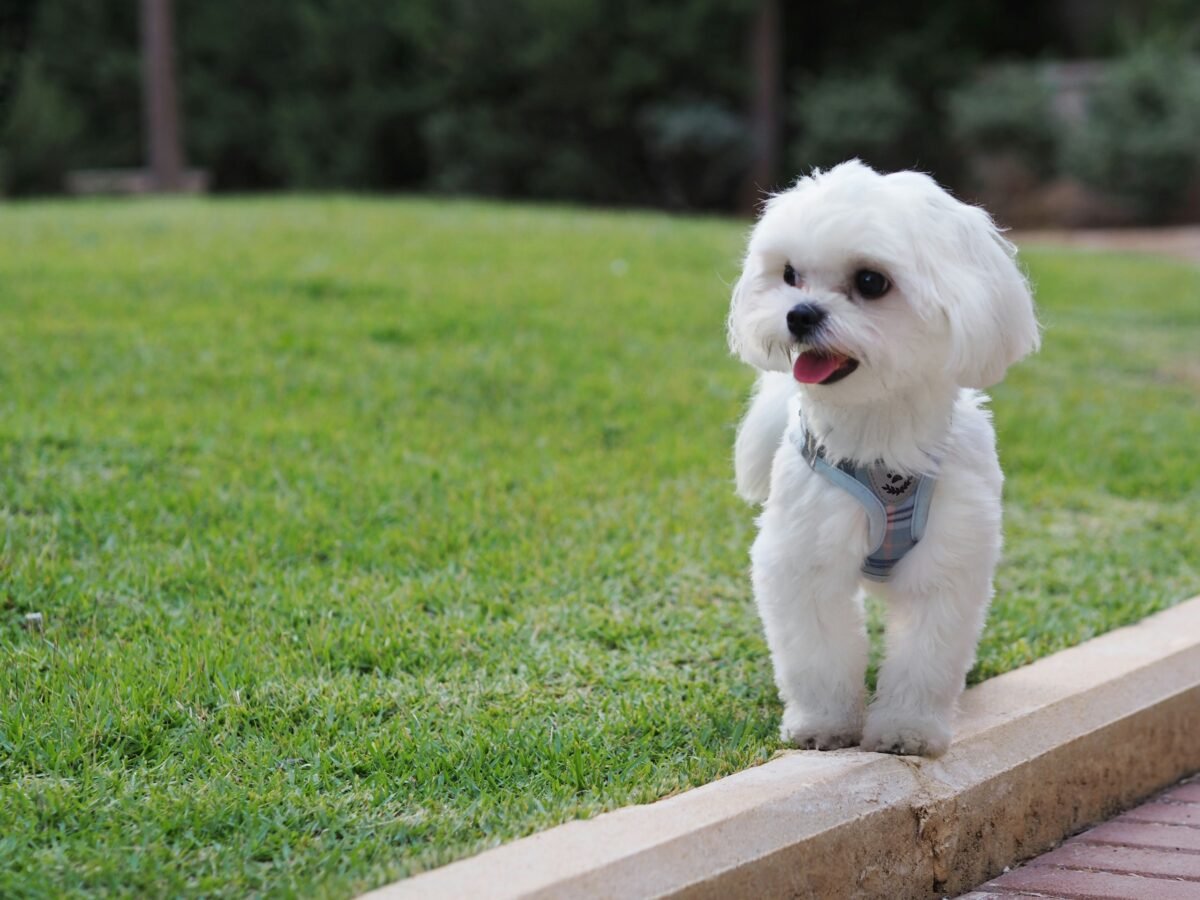 Small Maltese dog with a classic puppy cut standing on a curb in a grassy park, wearing a light blue harness.