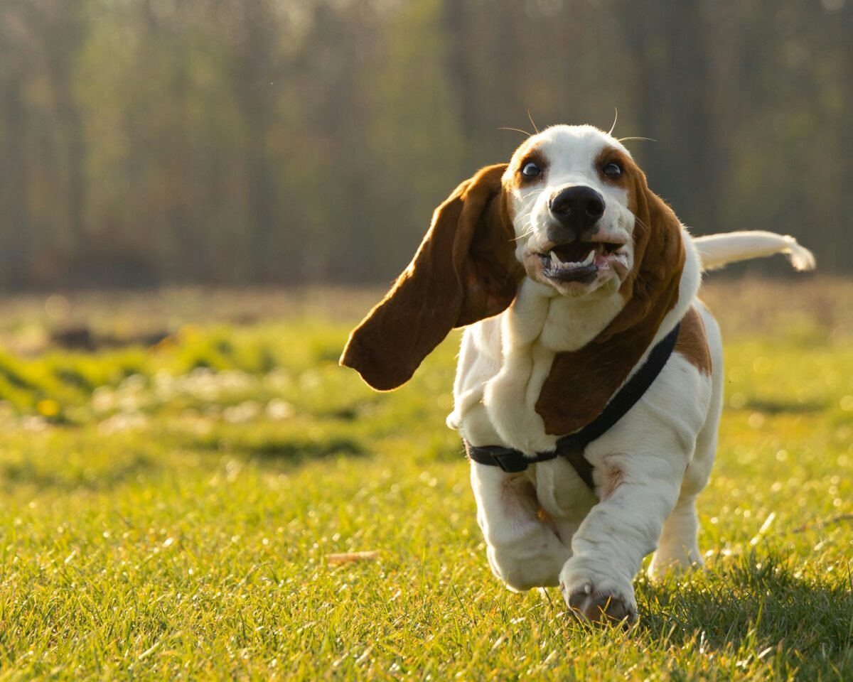 Excited Basset Hound running outside, showing zoomies.
