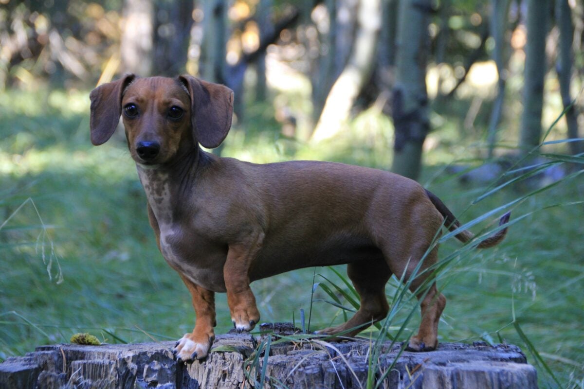 Brown Dachshund with long body and short legs standing outside.
