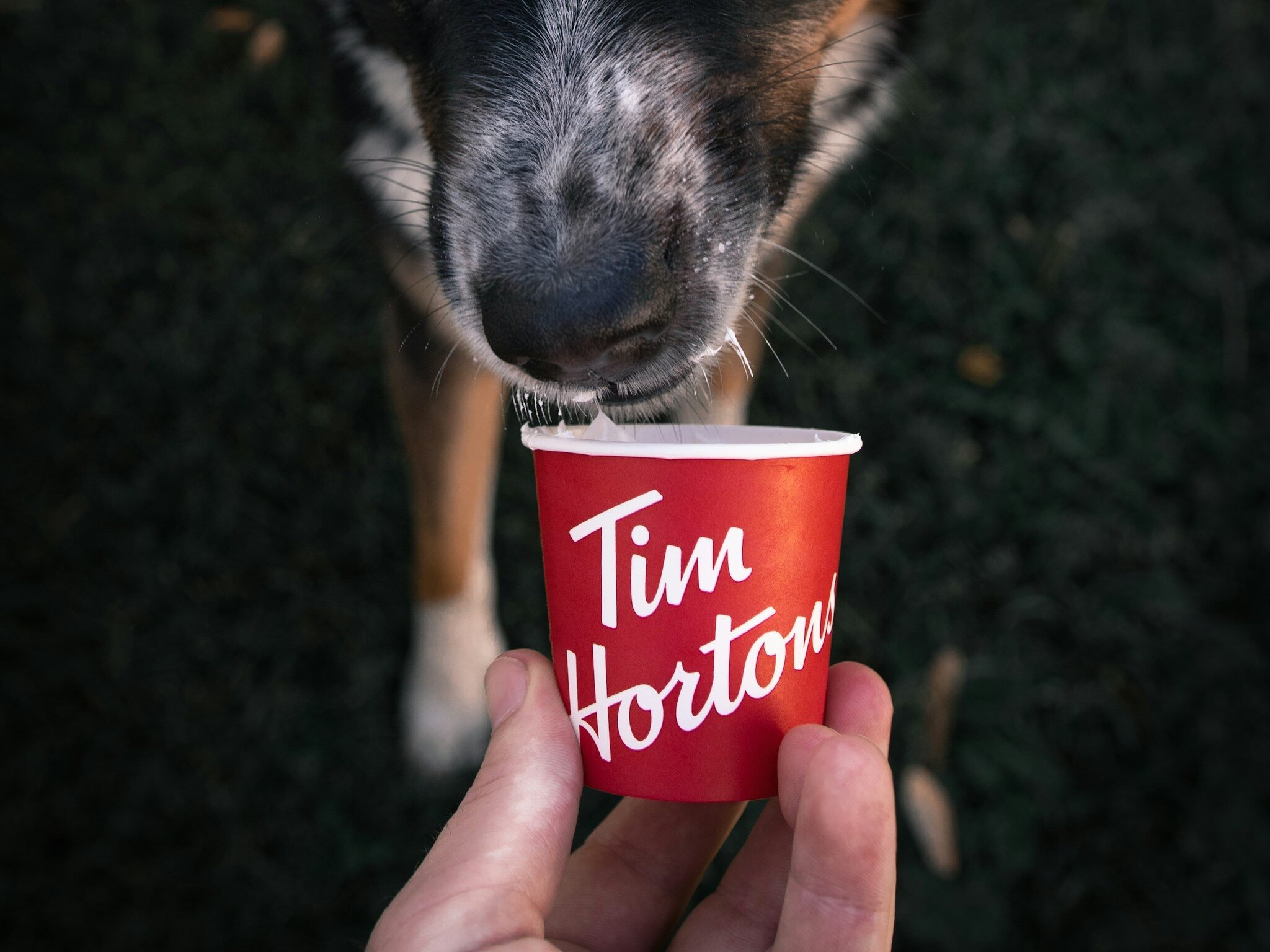 Person holding red and white pup cup while dog licks.