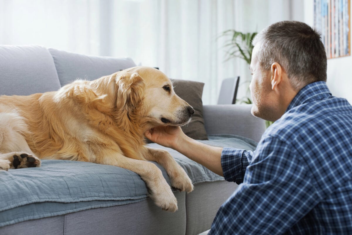 Pet owner comforting his dog on a couch. 
