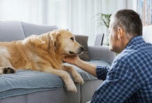 Pet owner comforting his dog on a couch.