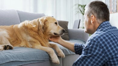 Pet owner comforting his dog on a couch.