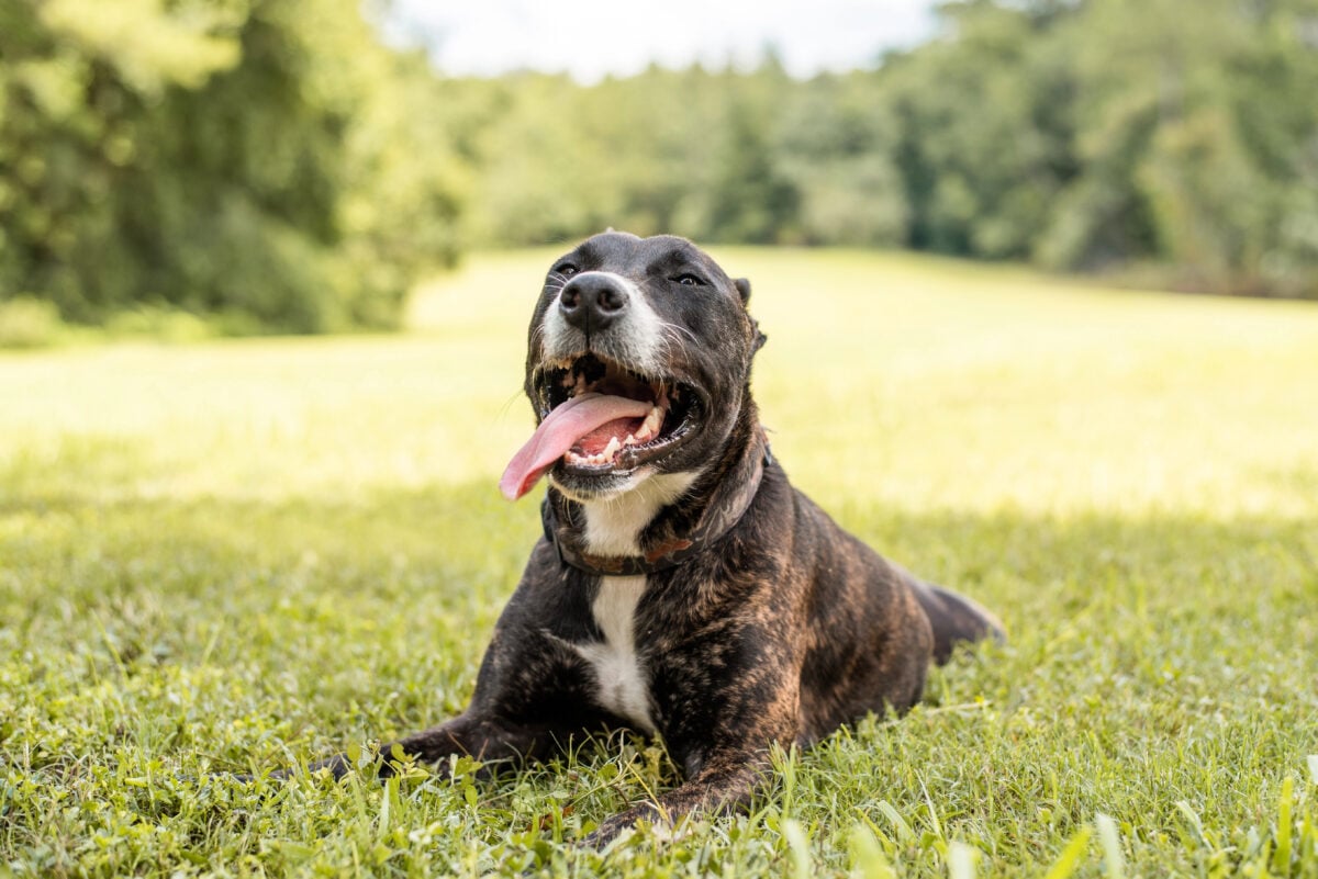 Pitbull mix dog enjoying a sunny day at the park