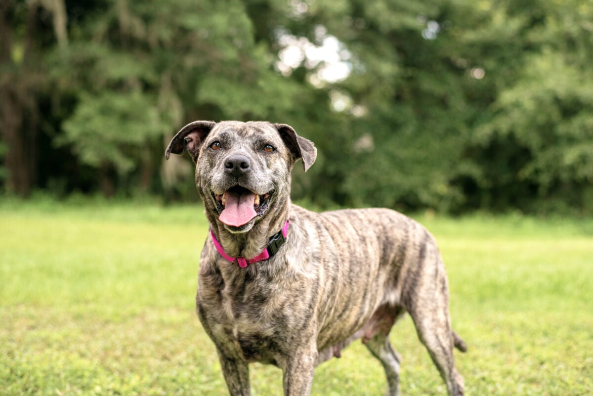 Pitbull mix dog enjoying a sunny day at the park
