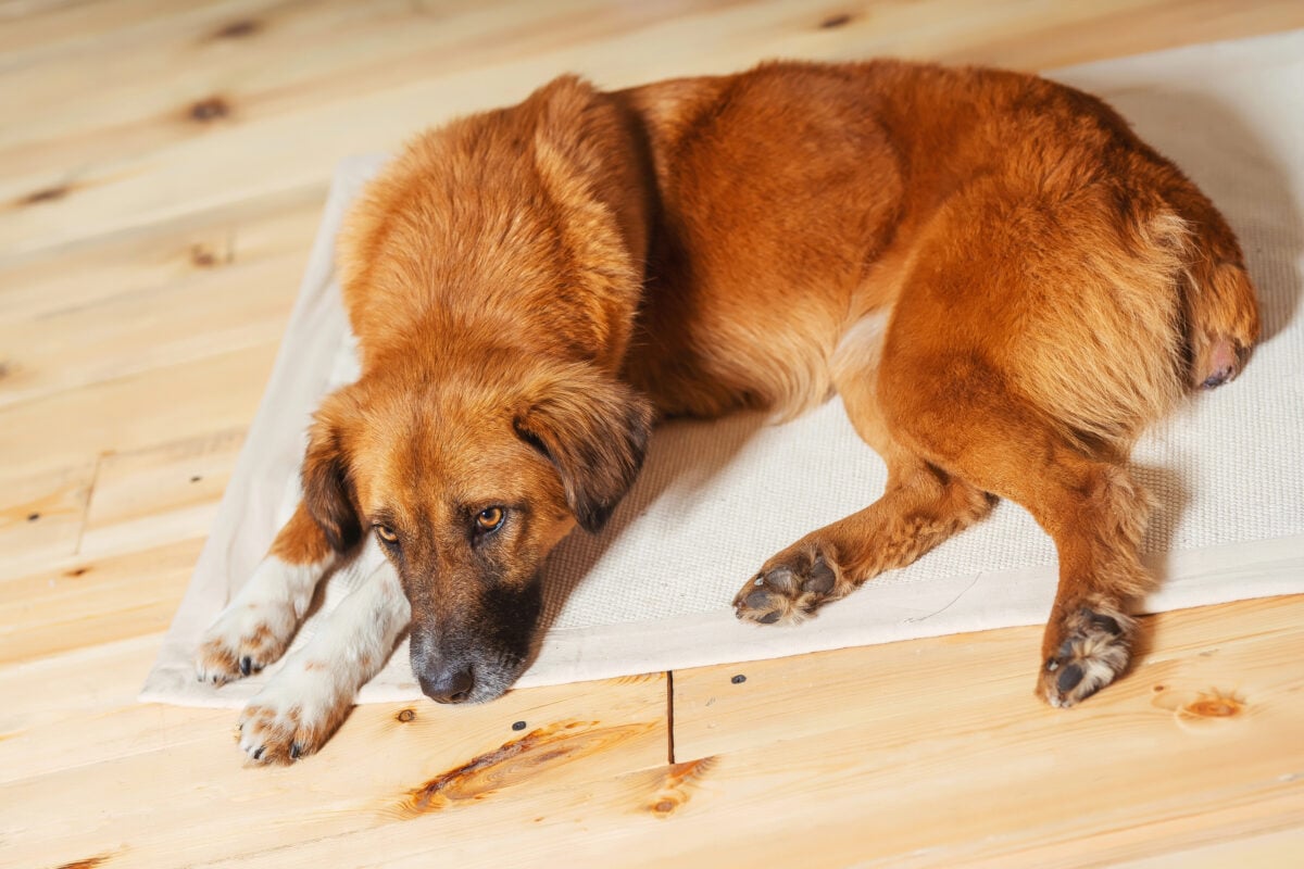 A red dog laying on a puppy pad with a docked tail.