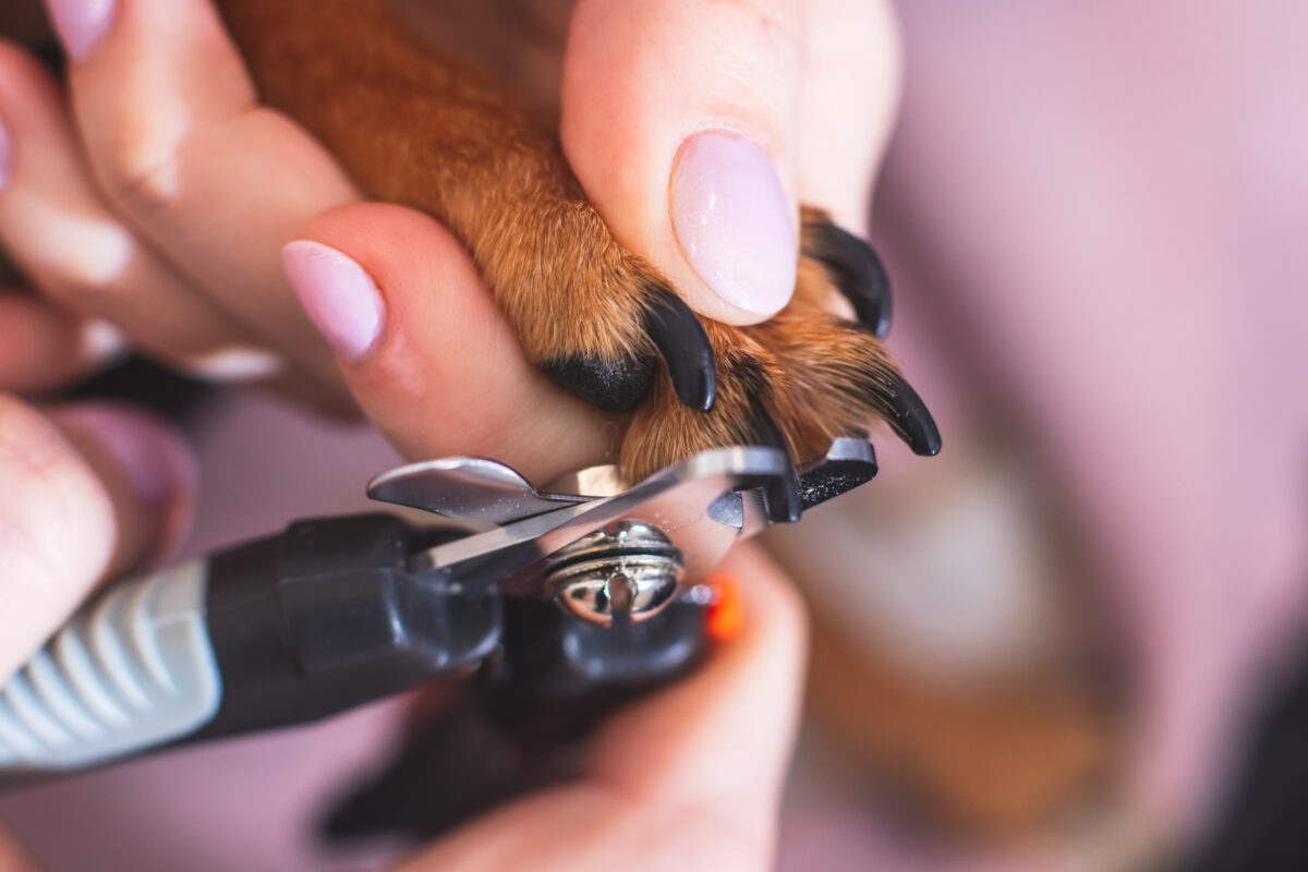 Process of cutting dog claw nails of a small breed dog with a nail clipper tool, close up view of a dog's paw, trimming pet dog nails manicure.