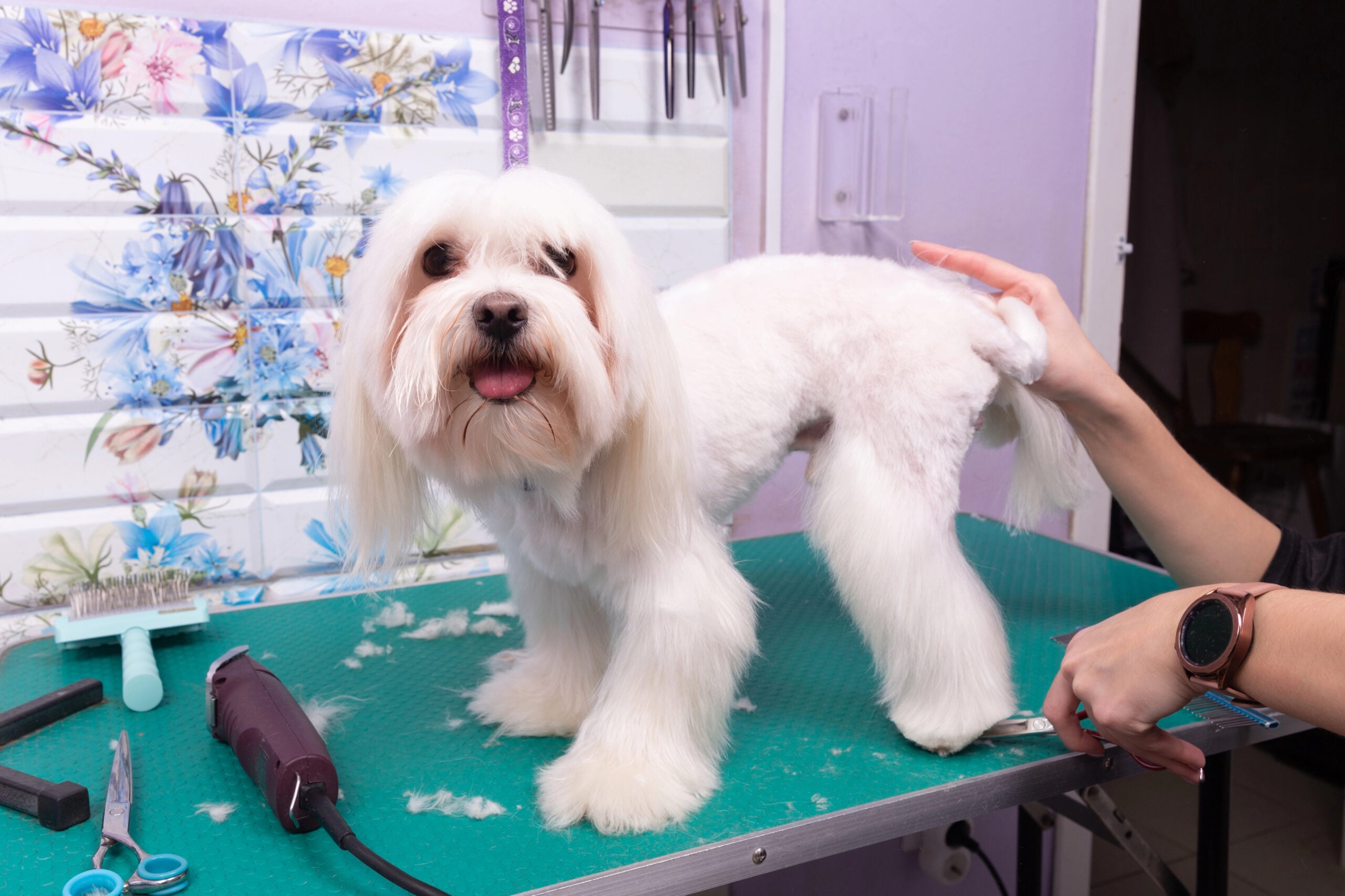 Maltese dog with a lamb cut standing, on a grooming table, with a short body and fluffy legs during a professional grooming session.