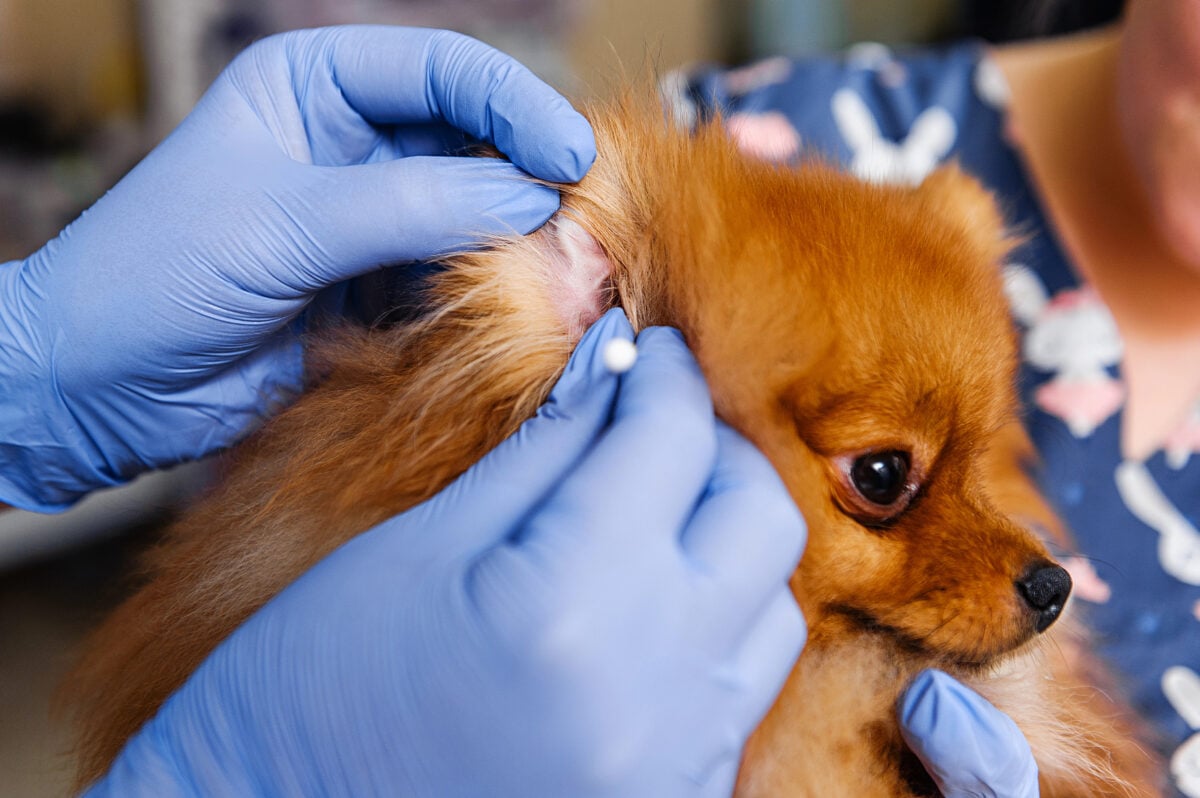 Vet examination of a dog's ears using q-tip.
