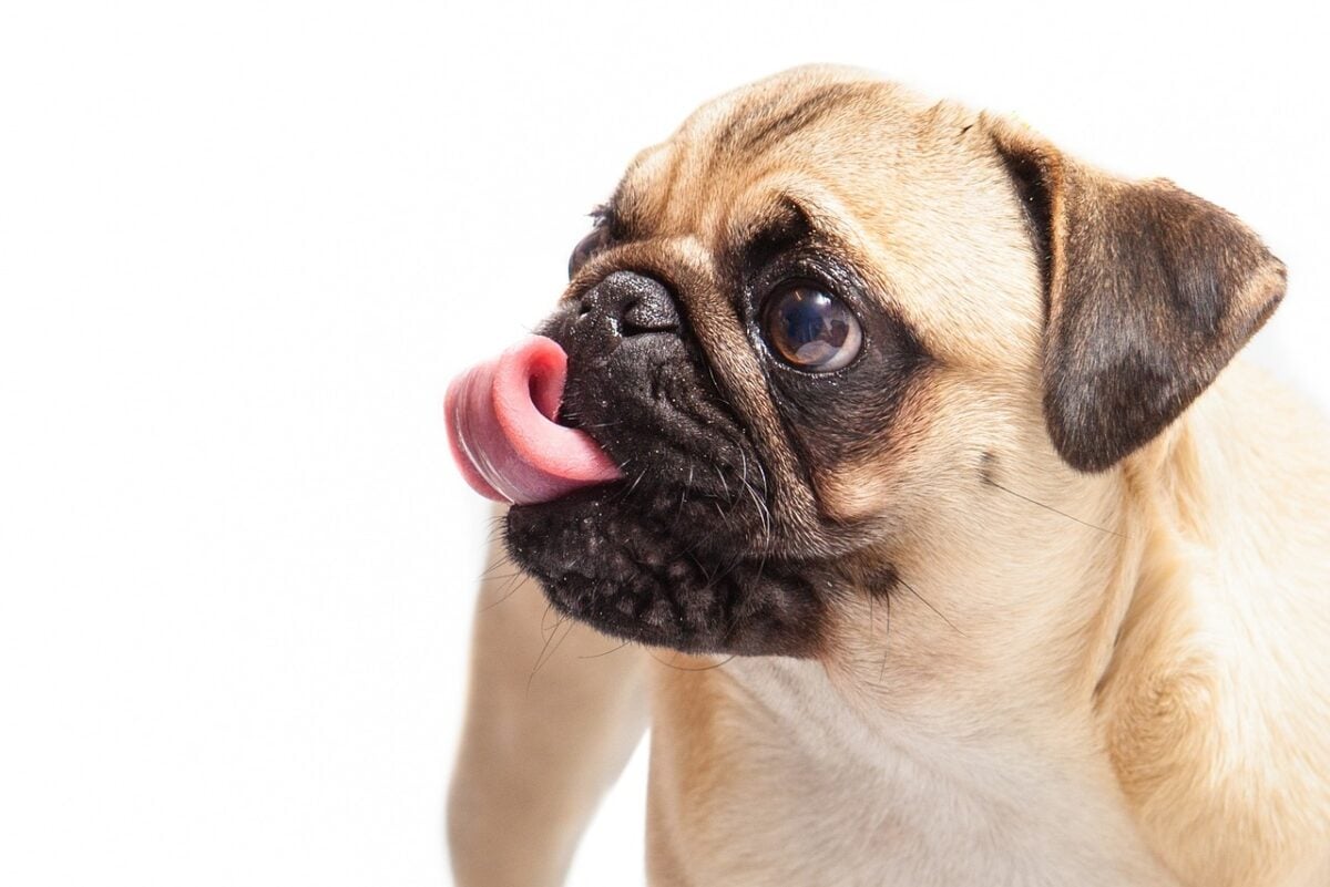 A Pug licking its lips with tongue.