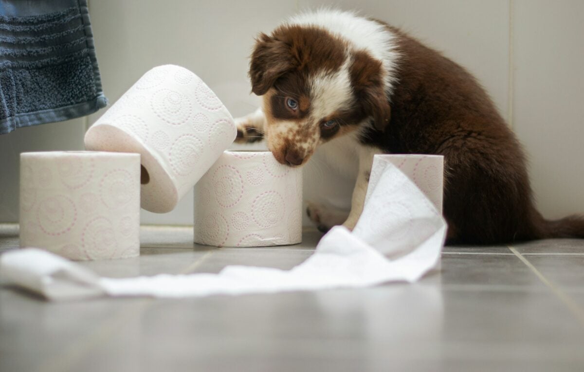 Puppy playing with toilet paper.