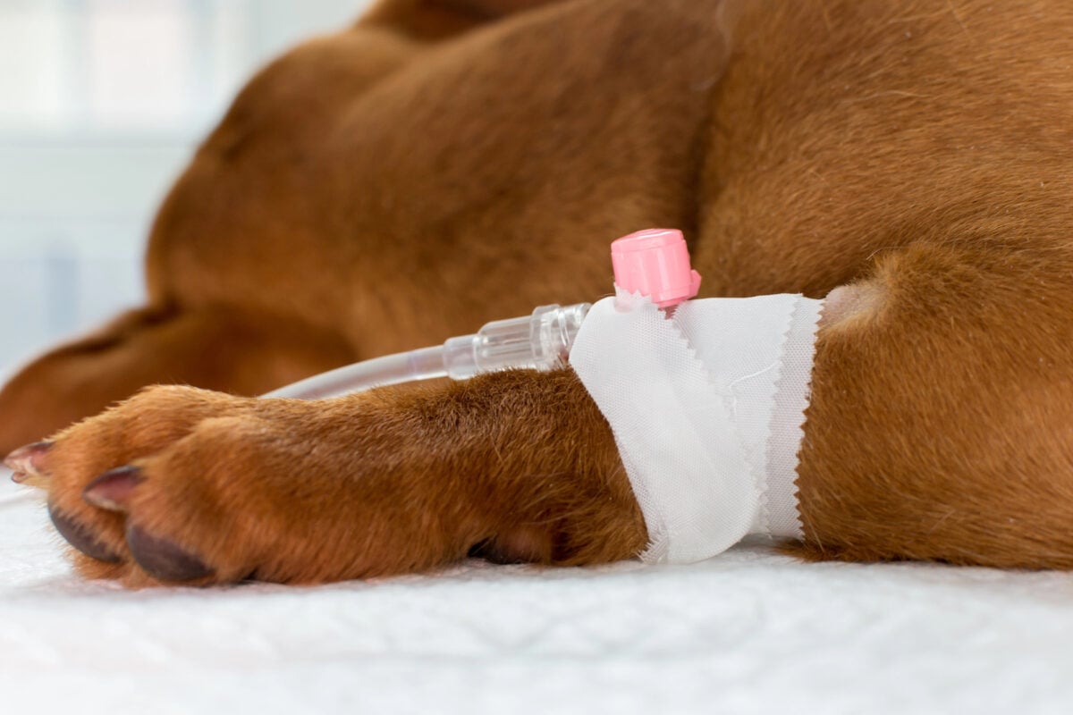 Puppy receiving intravenous fluids.