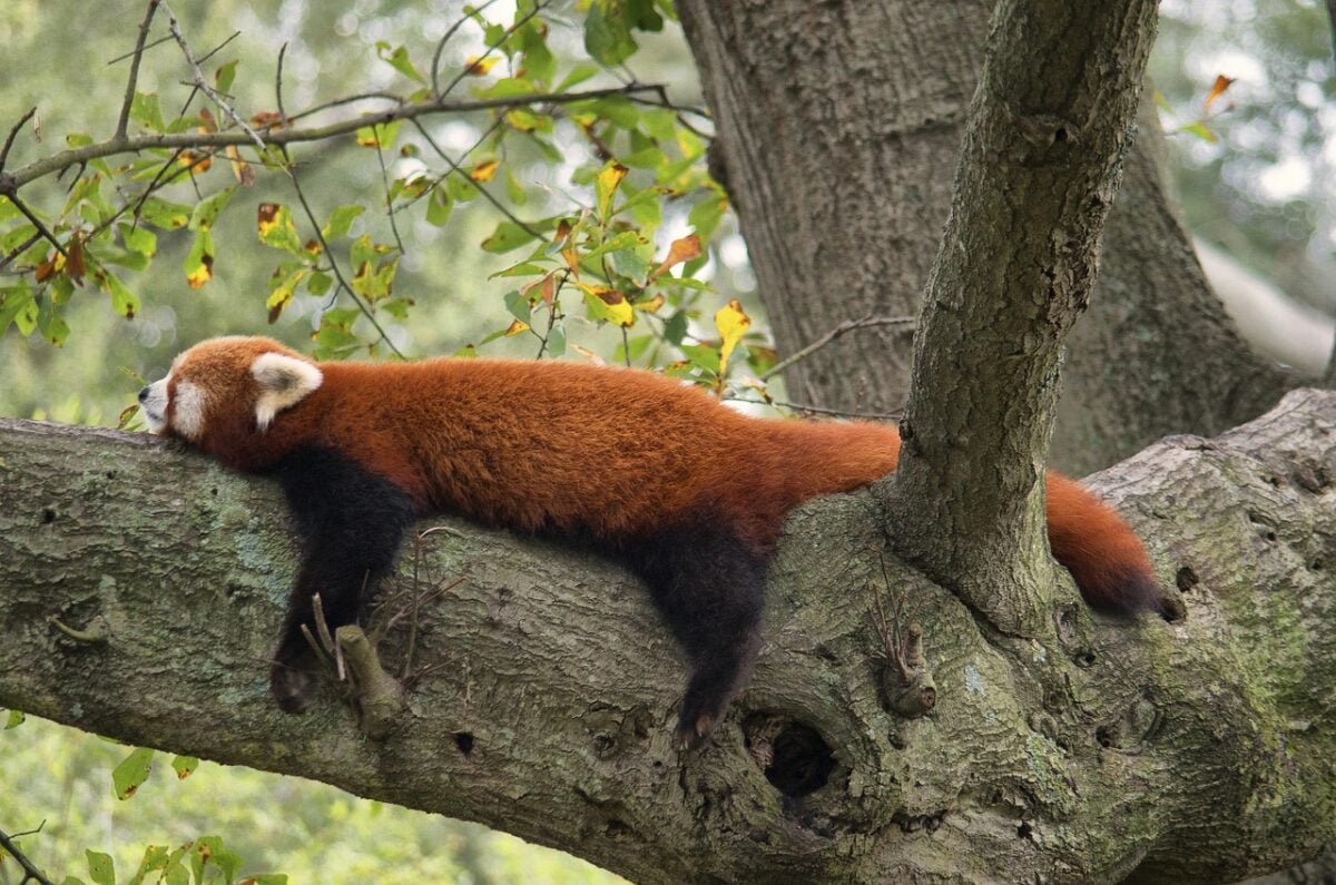 A red panda sleeping with legs sprawled out in a tree.