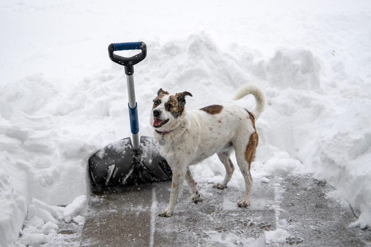 A dog standing next to a snow shovel on an icy sidewalk.