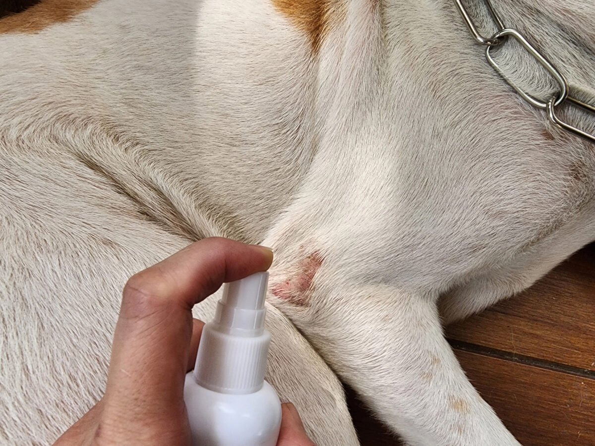 Close up of a person spraying wound care on a dog's skin wound.