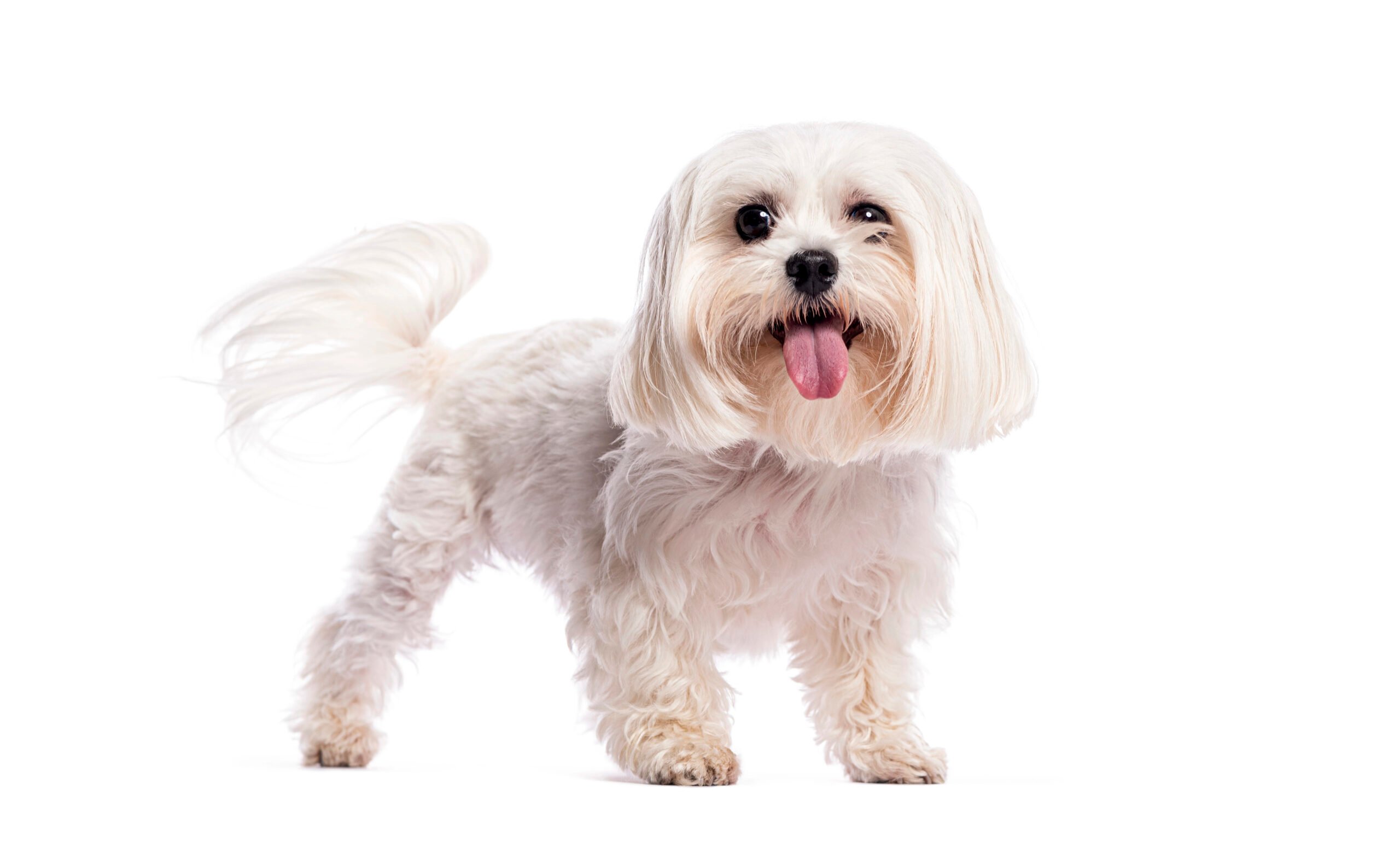 Studio shot of a happy Maltese dog standing on a white background, showing Maltese bob haircut.