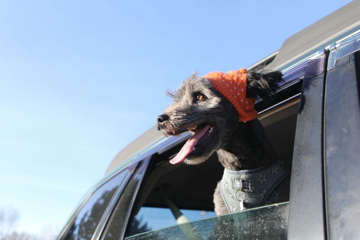 A gray terrier with their head out the window, tongue out.