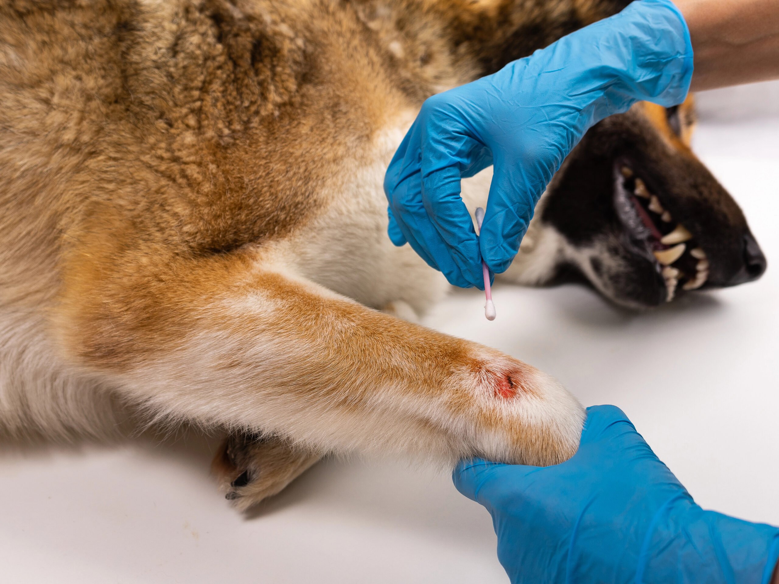 The vet treats the wound on the dogs paw. Treatment dogs have the vet.