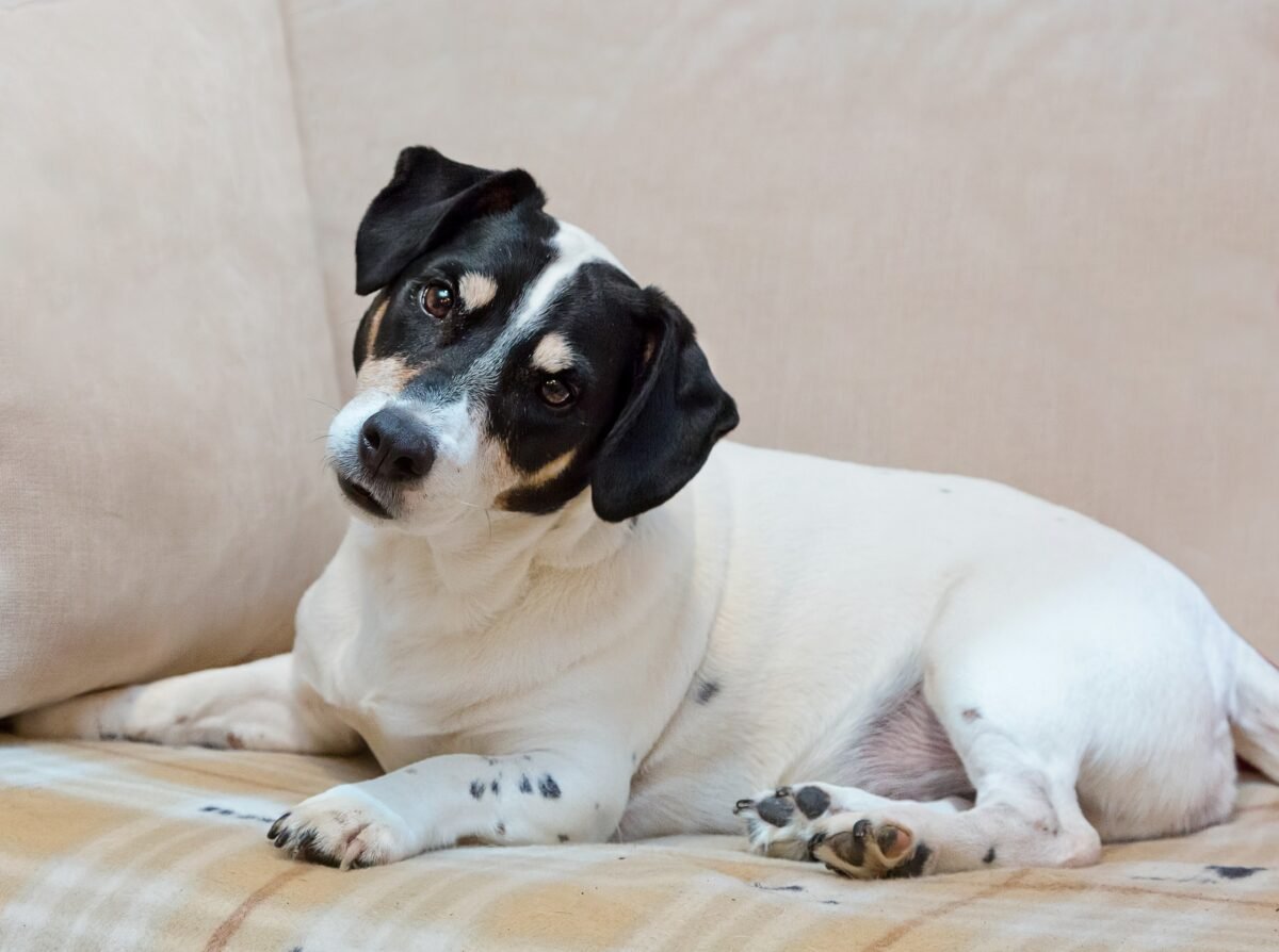 A terrier breed with a cute inquisitive head tilt.