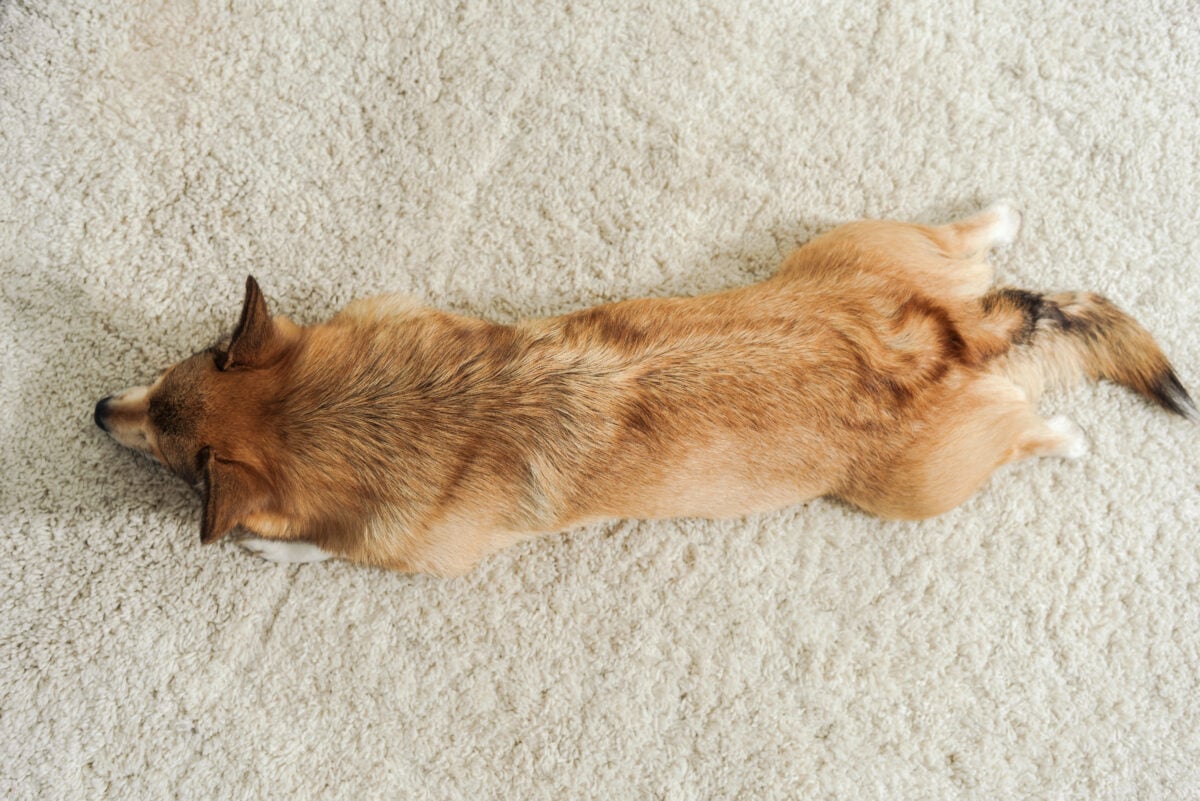 Top view of Corgi dog lying on carpet in half sploot position.
