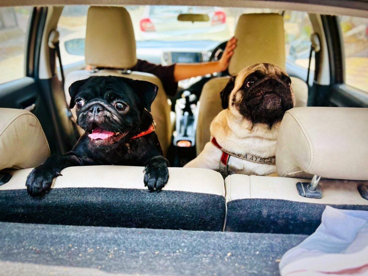 Two Pugs riding in the backseat of a car facing over the backseat.