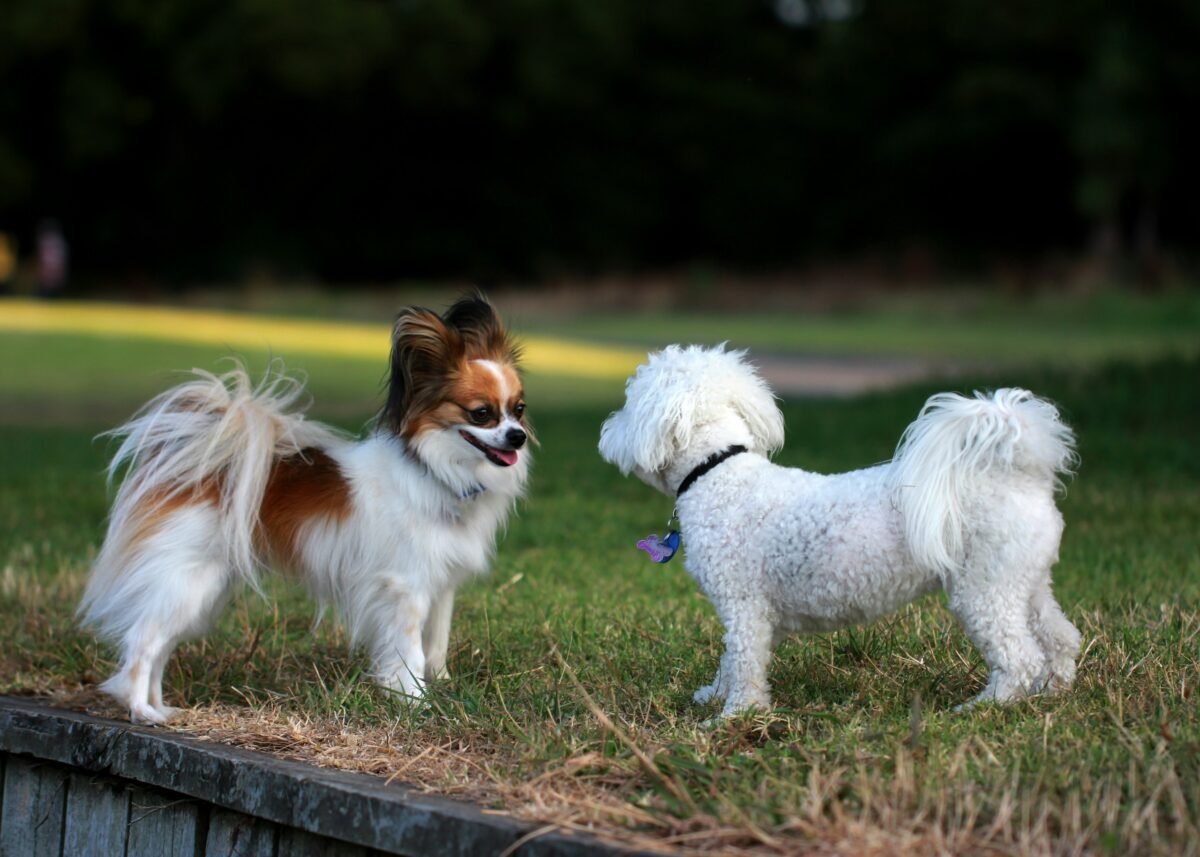 Two small dogs greeting each other.