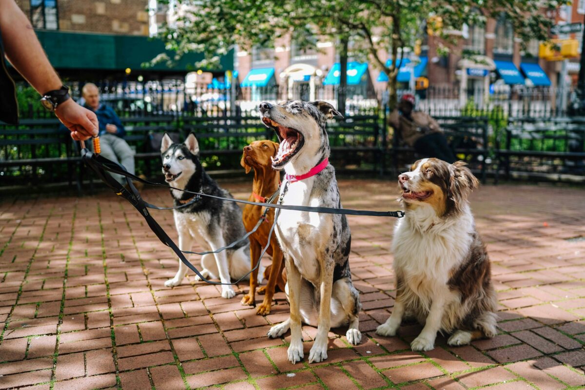 Group of dogs sitting for dog walker.
