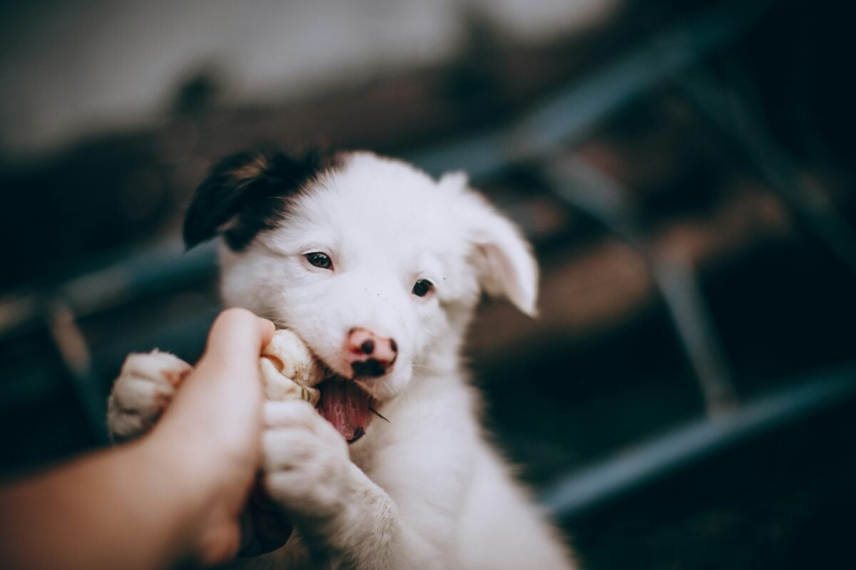 A Border Collie puppy mouting or biting a humans hand.