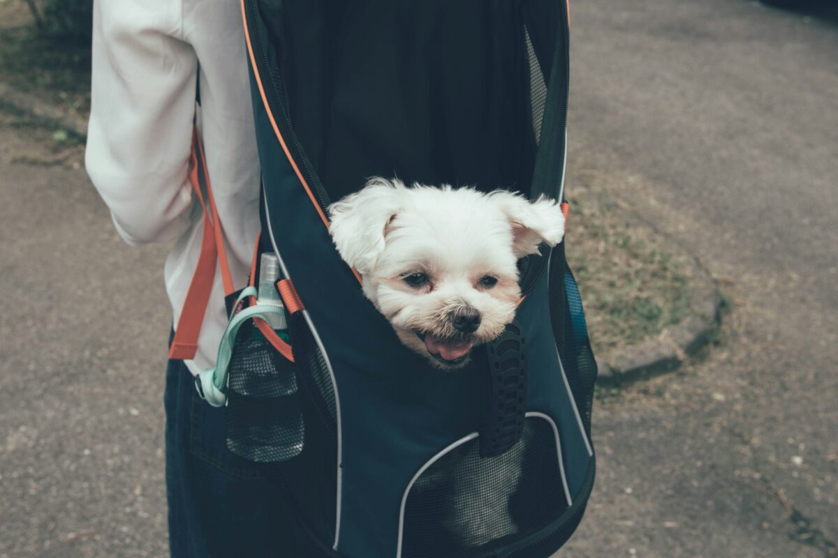 Small white Maltese dog in backpack carrier.
