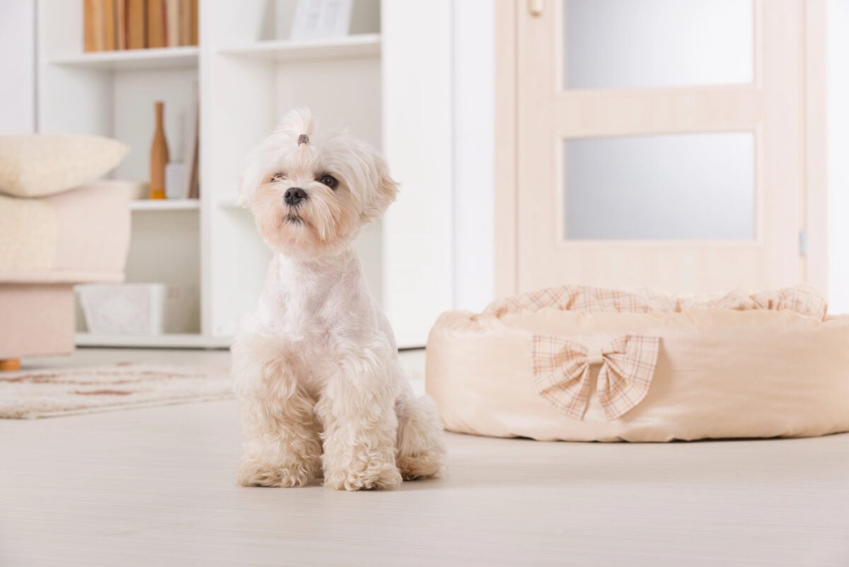 Maltese with a lamb cut and small topknot sitting indoors, clipped body with fluffy legs.
