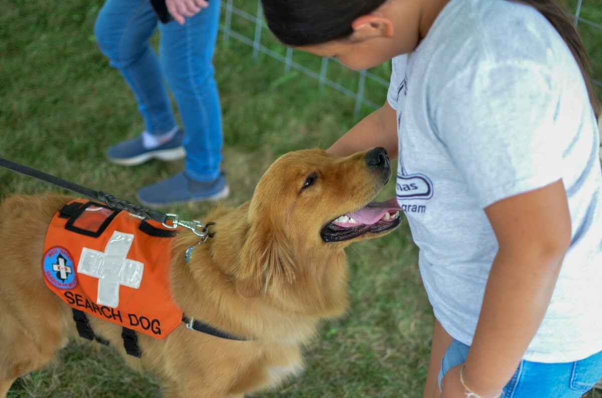 A search and rescue Labrador.