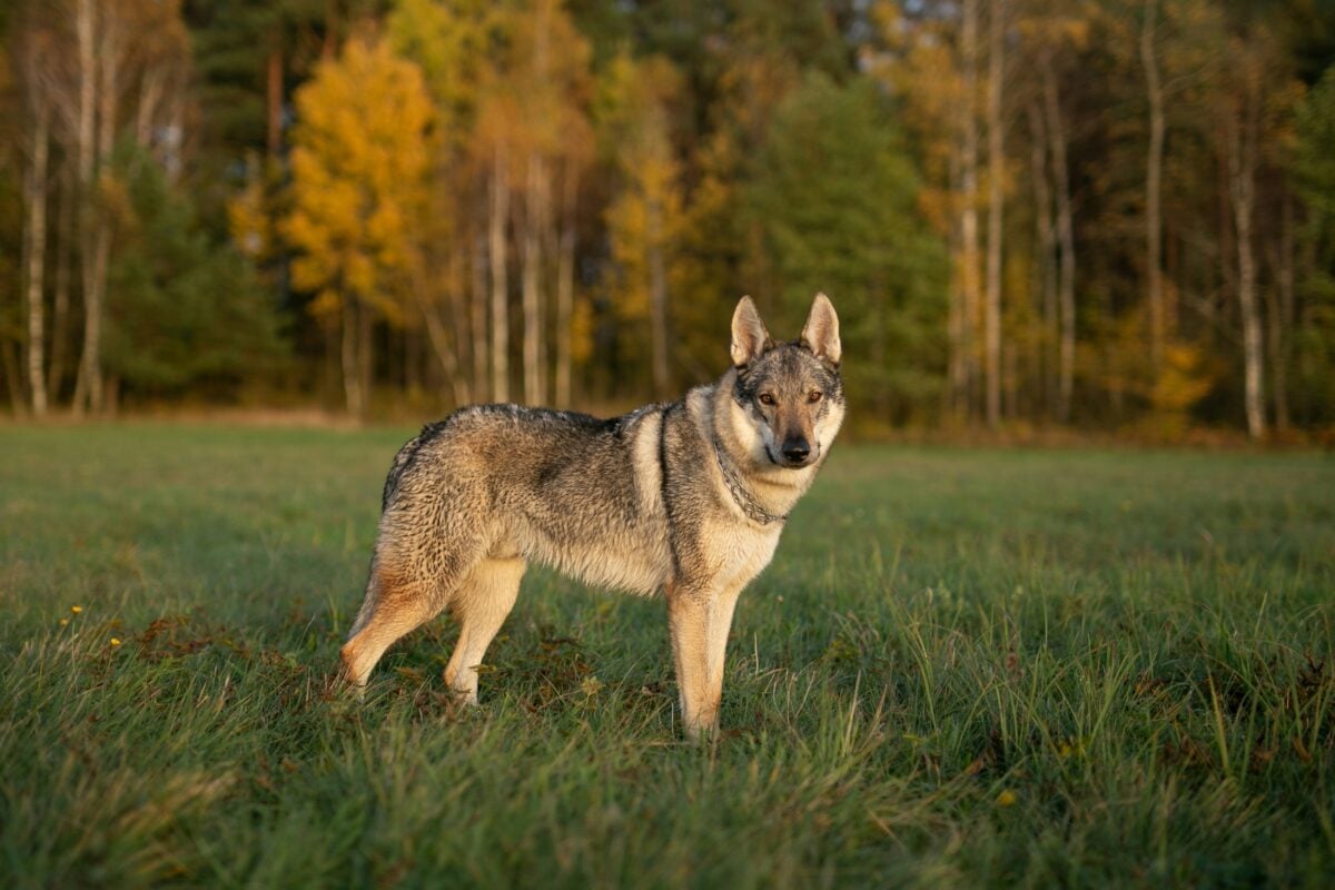 Czechoslovakian vlciak, or Czechoslovakian Wolfdog, standing in grassy field with autumn trees in background.