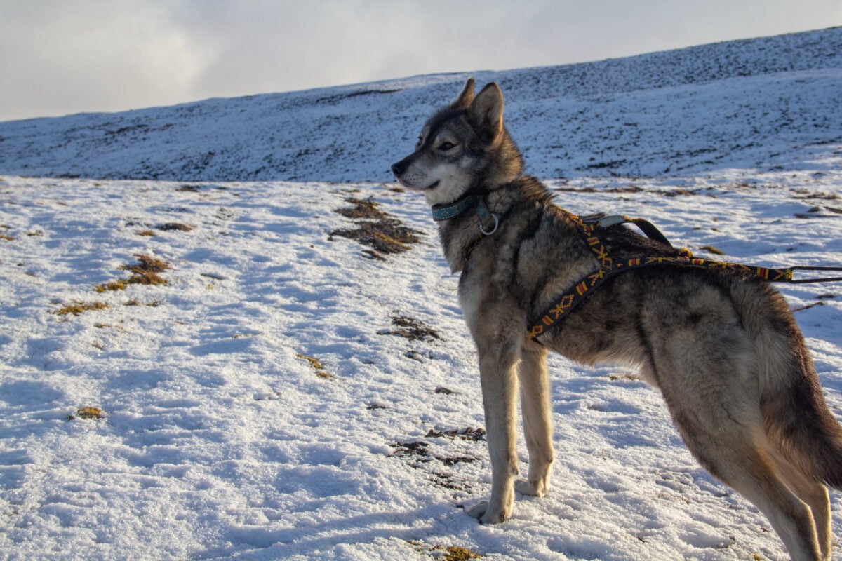 A shot of the beautiful gray and furry Tamaskan wolf dog standing in the snow.