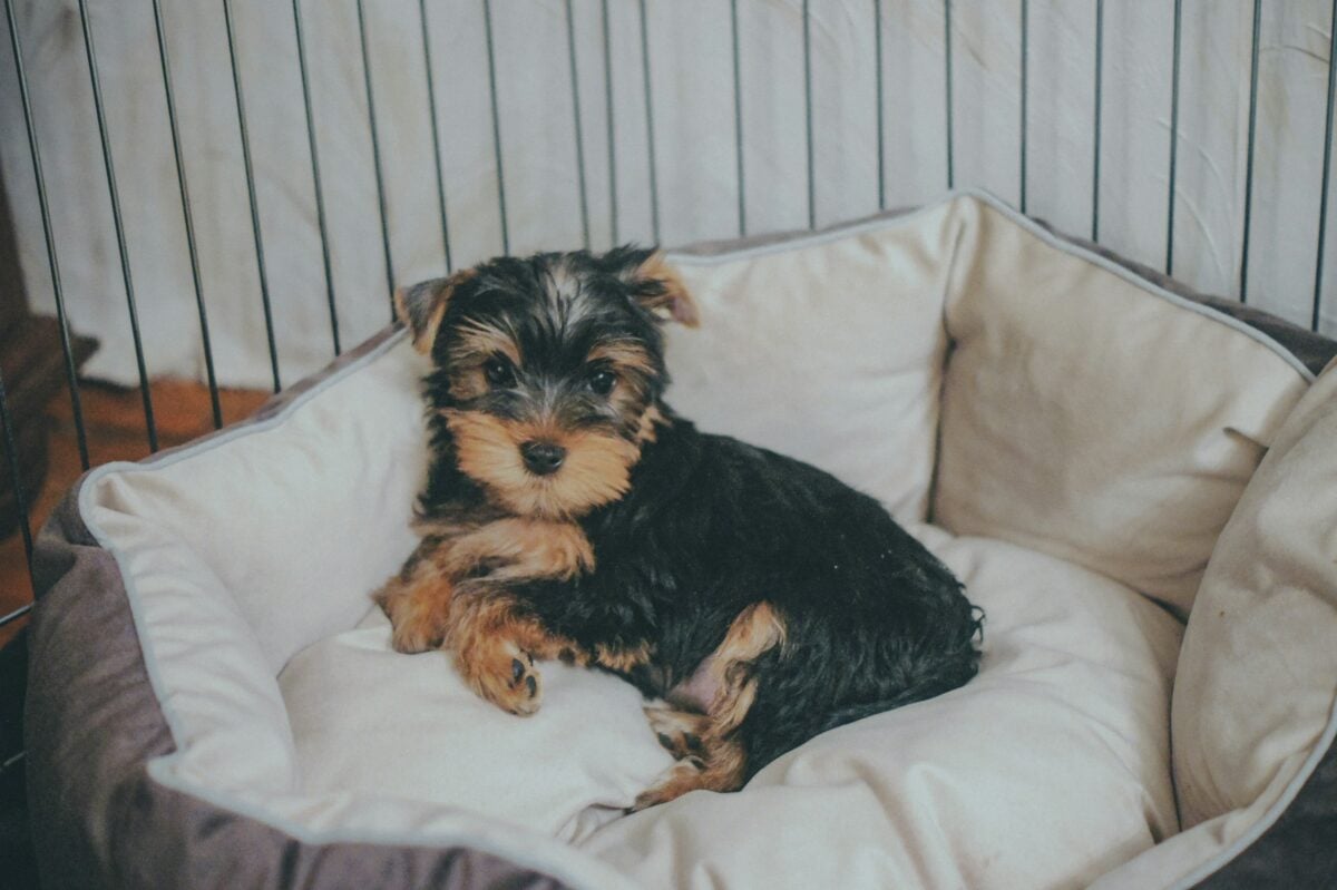 A small Yorkie lying in a dog bed.