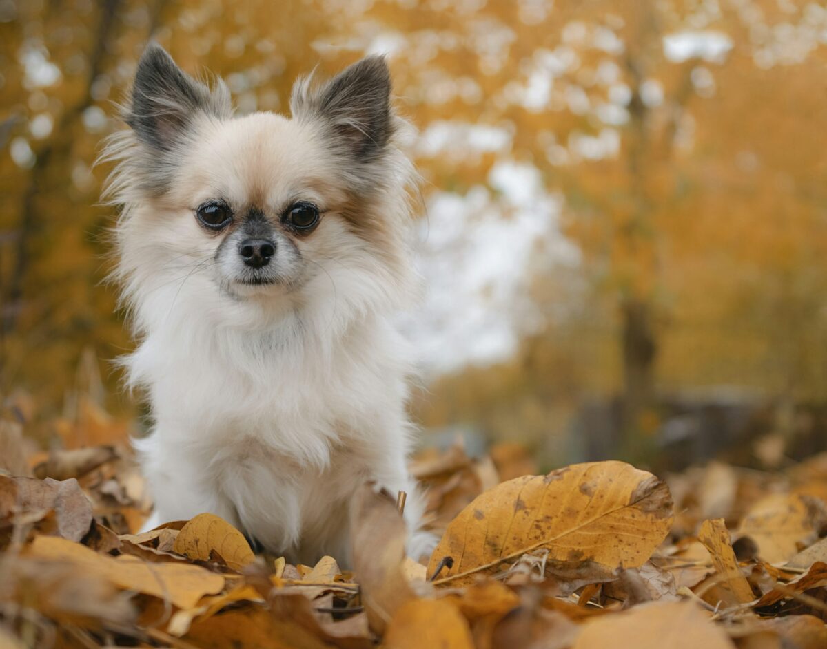A Chihuahua sitting in a pile of leaves in the fall.