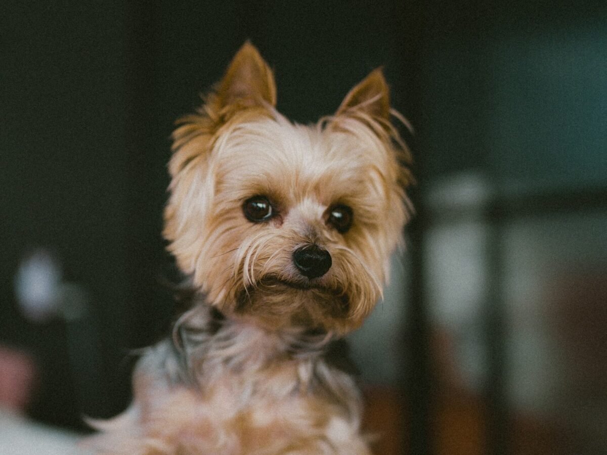 Close-up of cute Yorkie looking at camera.