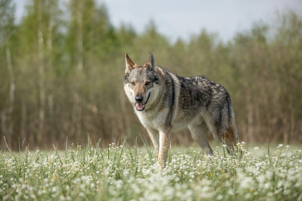 Czechoslovakian Wolfdog walking through meadow.