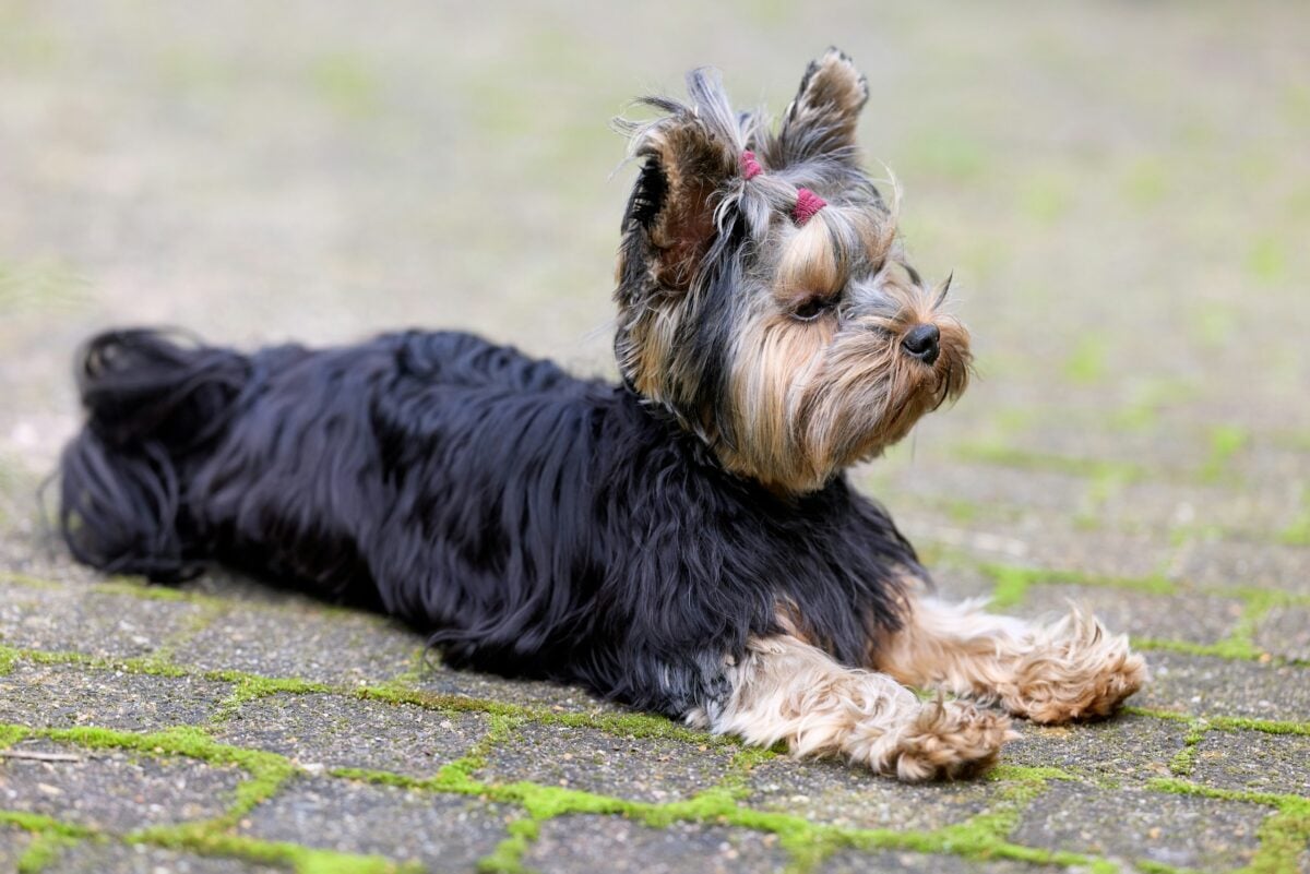 Adorable Yorkshire Terrier with puppy cut resting outdoors on mossy paving.